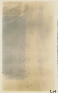 Image: Lemming Tracks
